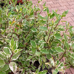 Bonte kornoelje 'Elegantissima' - Willemse