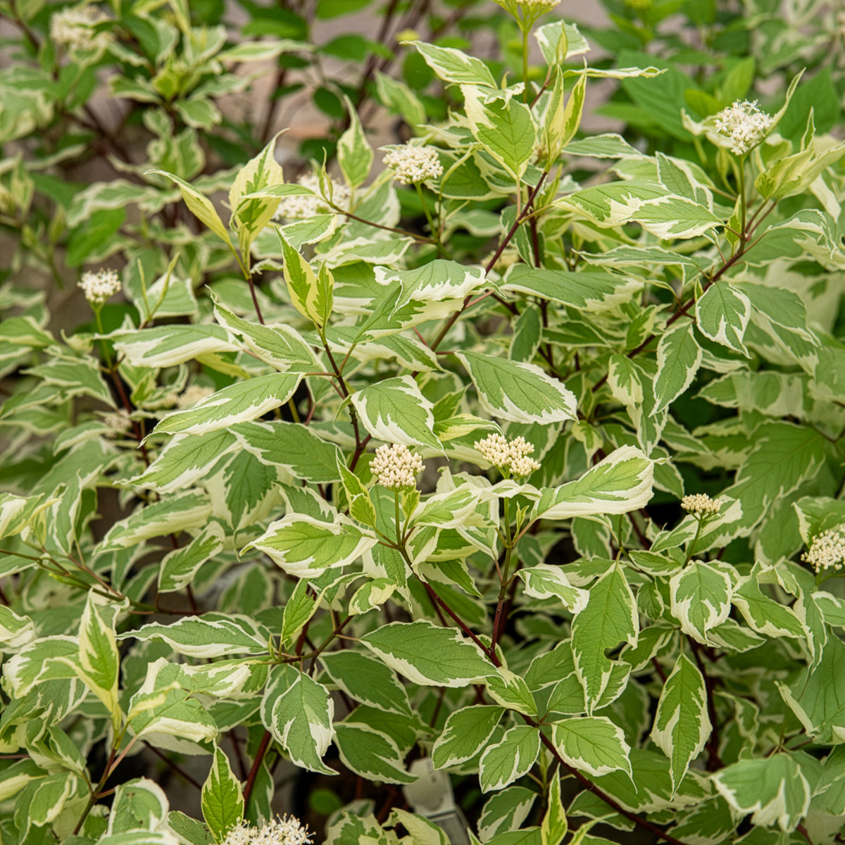 Verkoop Bonte kornoelje 'Elegantissima'