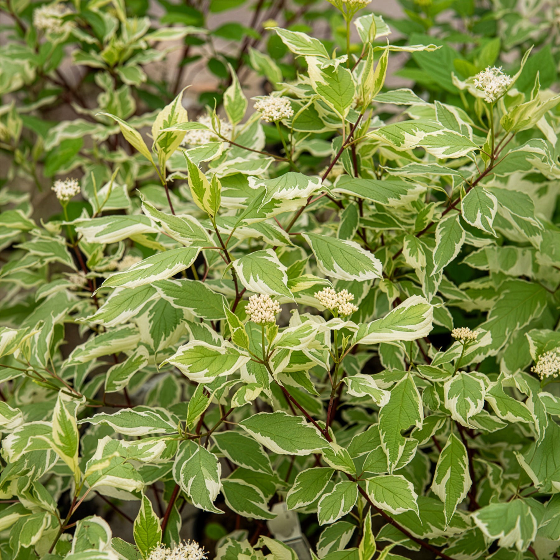 Verkoop Bonte kornoelje 'Elegantissima'