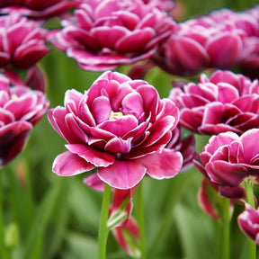 Tulipa - Dubbelbloemige tulp 'Dream Touch' (x7) - Tulpen