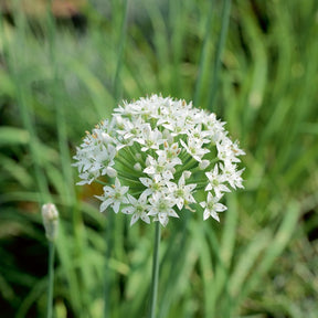 Chinese bieslook - Willemse