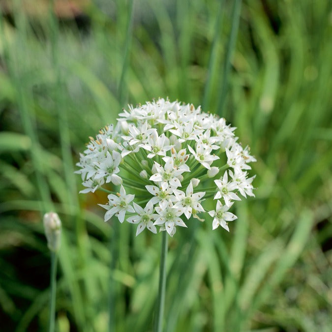 Chinese bieslook - Willemse