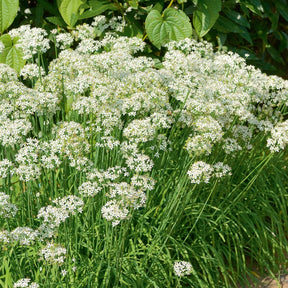 Chinese bieslook - Allium tuberosum - Willemse