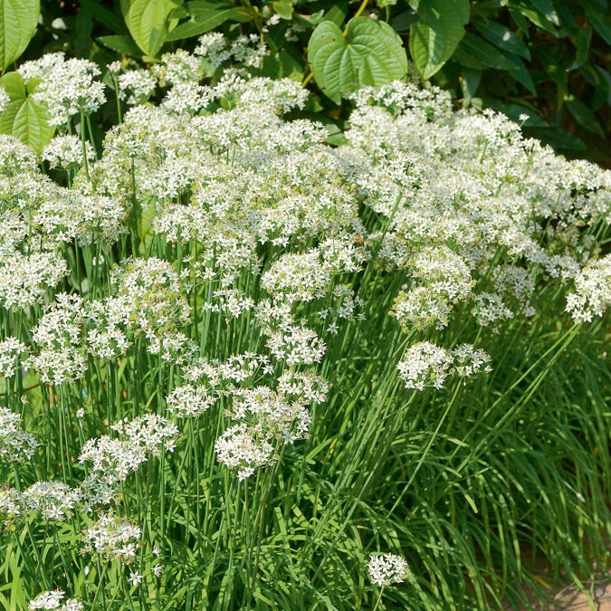 Chinese bieslook - Allium tuberosum - Willemse