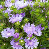 Amerikaanse Blauwe Korenbloem Mels Blue - Stokesia laevis Mels blue - Willemse