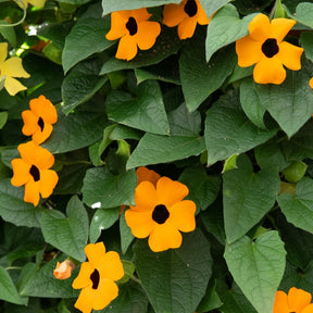 Balkon- en terrasplanten voor pot en bak - Suzanne-met-de-mooie-ogen - Thunbergia alata Sunny Susy®