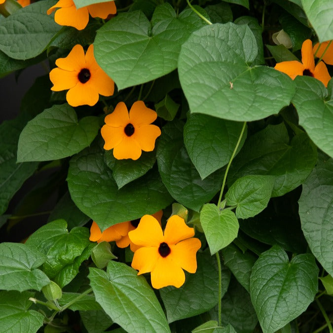 Suzanne-met-de-mooie-ogen - Thunbergia alata Sunny Susy® - Willemse