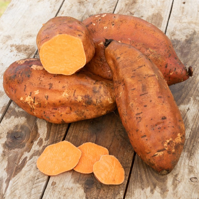 Zoete aardappel - Ipomoea batatas - Willemse