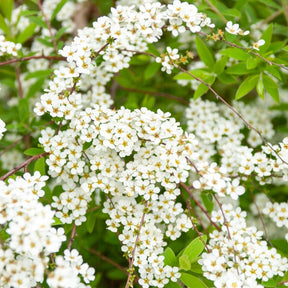 Spirea - Spierstruik arguta - Spiraea arguta