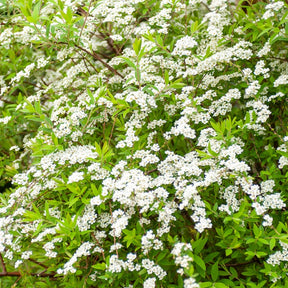 Spiraea arguta - Spierstruik arguta - Spirea