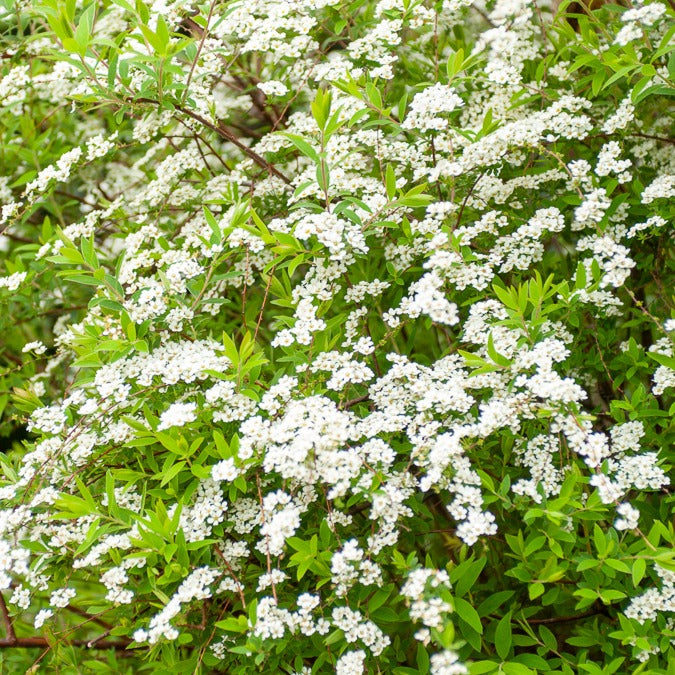 Spiraea arguta - Spierstruik arguta - Spirea