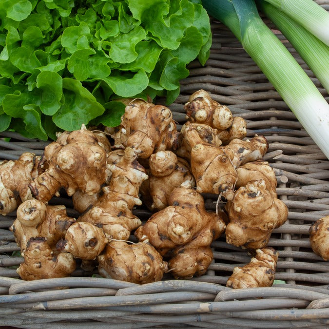 Paarse aardpeer (x5)