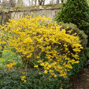 Chinees klokje 'Marée d'Or'® - Forsythia Marée d'Or ® - Willemse