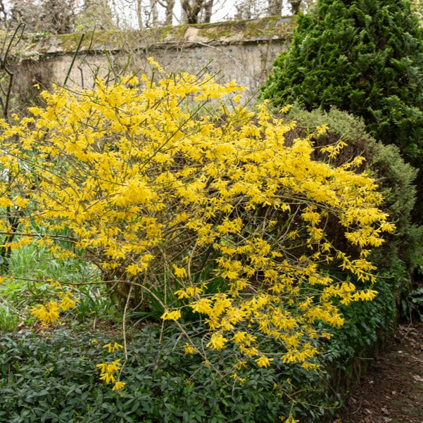Chinees klokje 'Marée d'Or'® - Forsythia Marée d'Or ® - Willemse