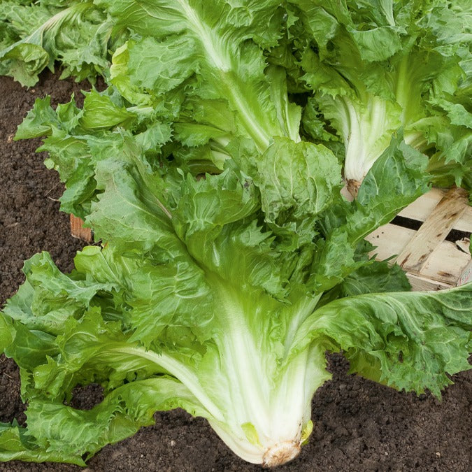 Andijvie 'Cornet de Bordeaux'