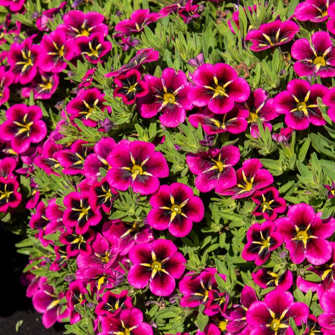 Petunia 'Good Night Kiss' (x3)