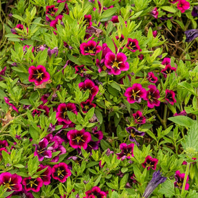 Petunia 'Good Night Kiss' (x3)