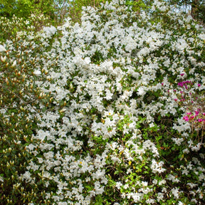 Azalea palestrina - Azalea 'Palestrina' - Azalea's