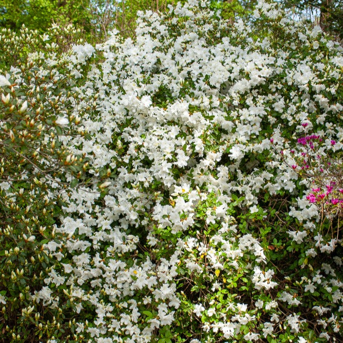 Azalea palestrina - Azalea 'Palestrina' - Azalea's