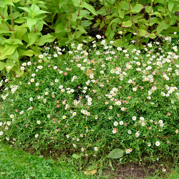 Erigeron karvinskianus 'profusion' - Muurfijnstraal 'Profusion' - Erigeron