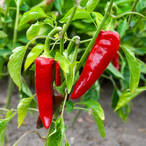 Chilipeper 'Gorria' - Capsicum annuum gorria - Willemse