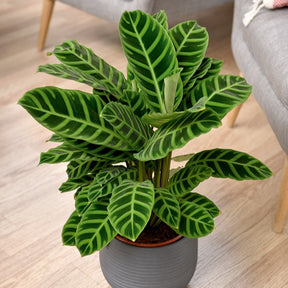 Zebraplant 'Zebrina' - Calathea zebrina - Op soort