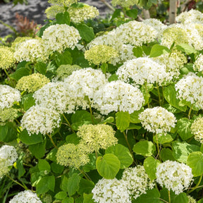 Verkoop Sneeuwbalhortensia 'Strong Annabelle' - Hydrangea arborescens 'strong annabelle'
