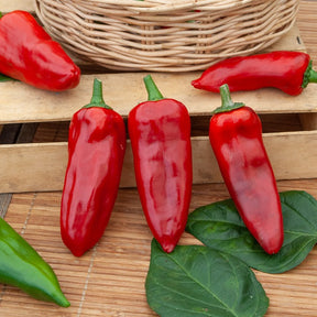 Paprika 'Piquillo'