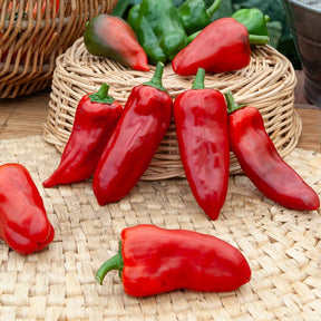 Paprika 'Piquillo'