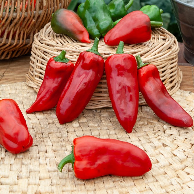 Paprika 'Piquillo'