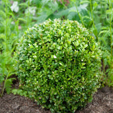 Buxus bolvorm - Buxus sempervirens - Willemse