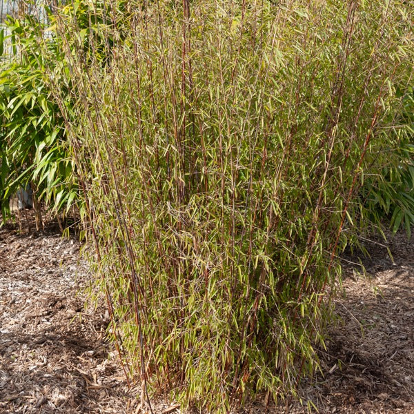 Bamboe 'Jiuzhaigou' - Willemse