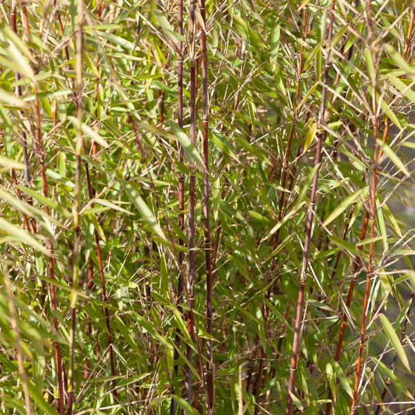Bamboe 'Jiuzhaigou' - Fargesia nitida Jiuzhaigou - Willemse