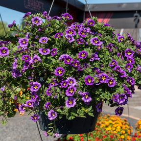Mini Petunia Bumble Bee (x3)