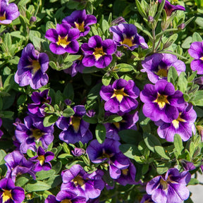 Mini Petunia Bumble Bee (x3)