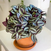 Gestreepte Misère - Tradescantia zebrina - Willemse