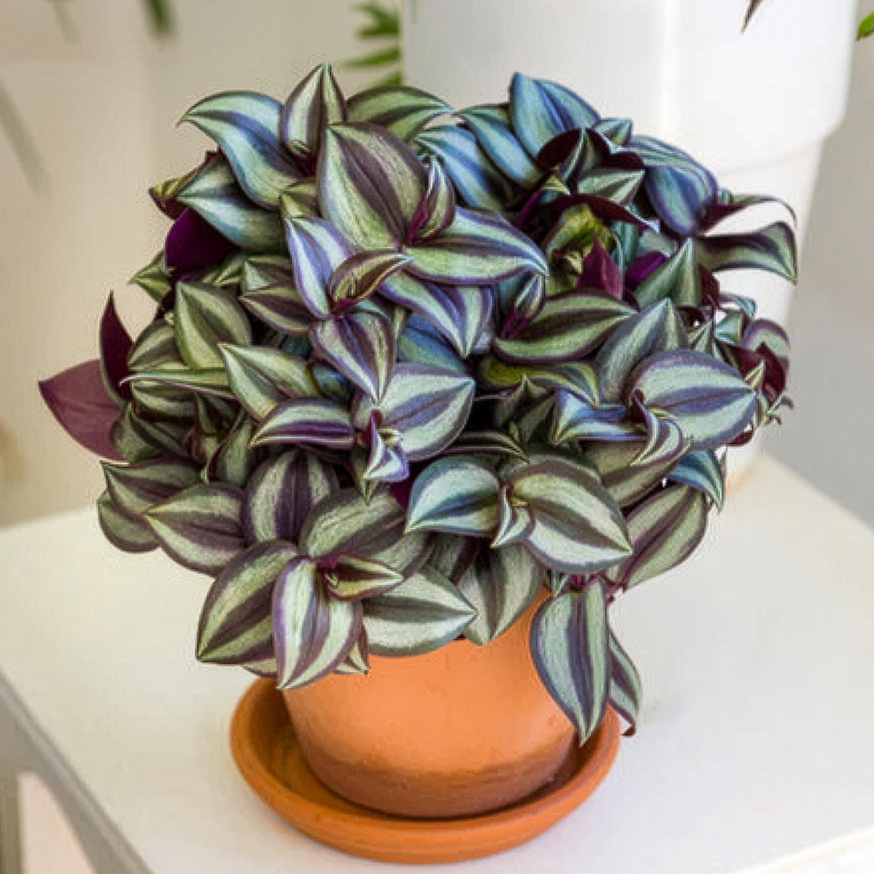 Gestreepte Misère - Tradescantia zebrina - Willemse