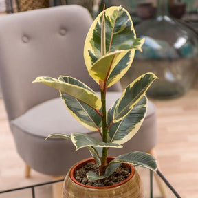 Tineke Rubberplant - Ficus elastica Tineke - Kamerplanten