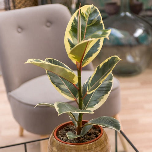 Tineke Rubberplant - Ficus elastica Tineke - Kamerplanten
