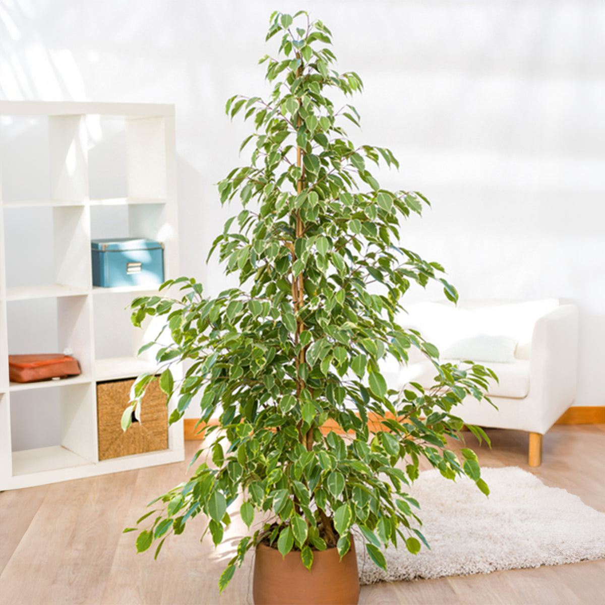Goudkoning Treursmurf - Ficus benjamina Golden King