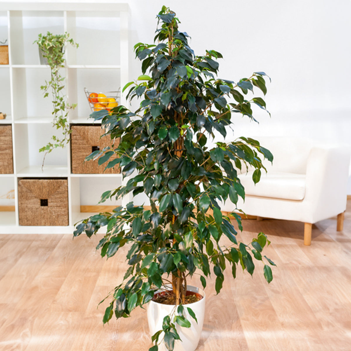 Treurvijg Danielle - Ficus benjamina Danielle - Willemse
