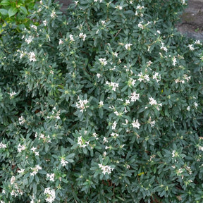 Daphne transatlantica Eeuwige Geur Blafra