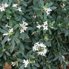 Daphne transatlantica Eeuwige Geur Blafra