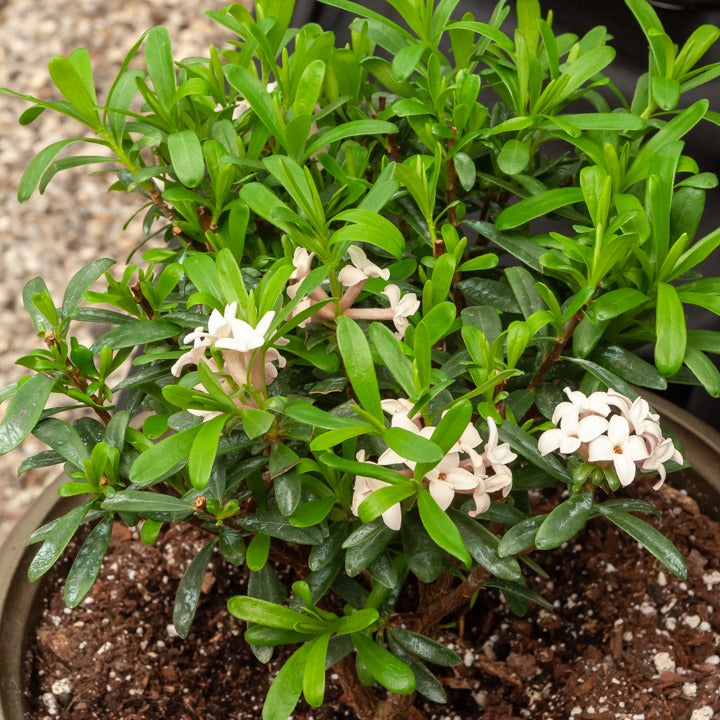 Daphne transatlantica Eeuwige Geur Blafra