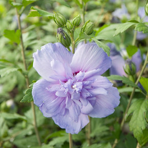 Hibiscusblauw chiffon