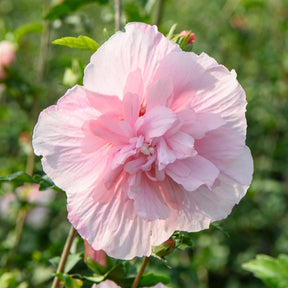 Hibiscus Syriacus Pink Chiffon - Hibiscus Roze Chiffon - Hibiscus