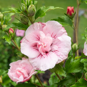 Hibiscus Roze Chiffon - Willemse