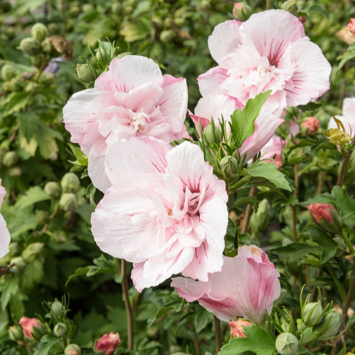Verkoop Hibiscus Roze Chiffon - Hibiscus Syriacus Pink Chiffon