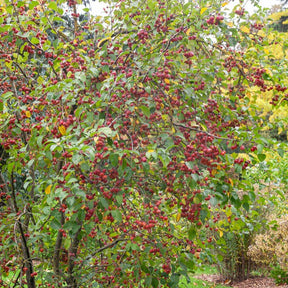 Sierappel Evereste Perpetu - Malus Evereste Perpetu - Willemse