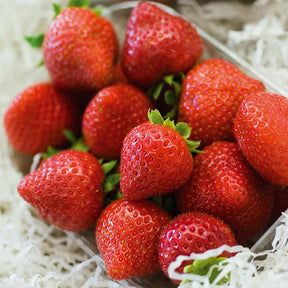 Fragaria x ananassa Charlotte - Aardbei 'Charlotte' - Aardbei